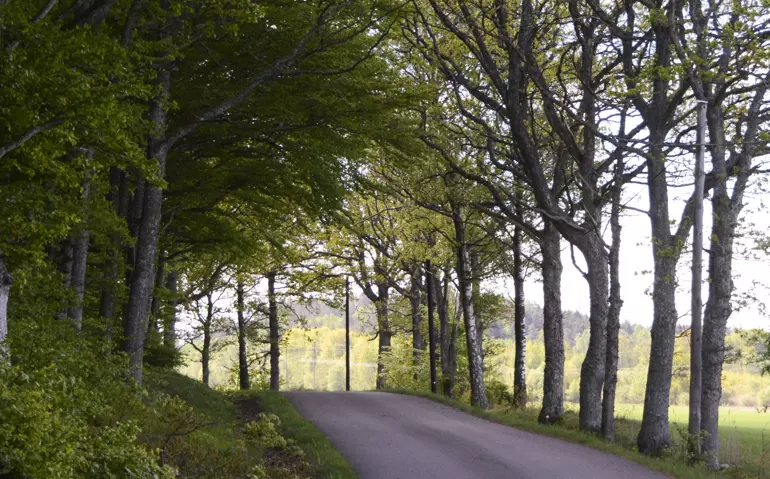 Landsväg med grönskande träd om vardera sida.
